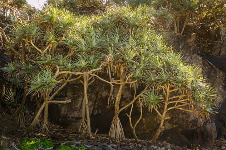 Australian Pandanus skincare ingredient