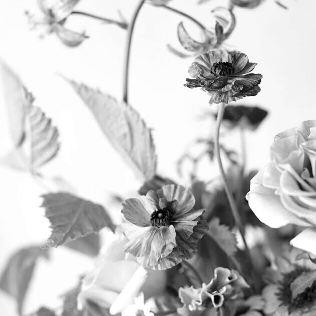 dream natural fragrance one seed