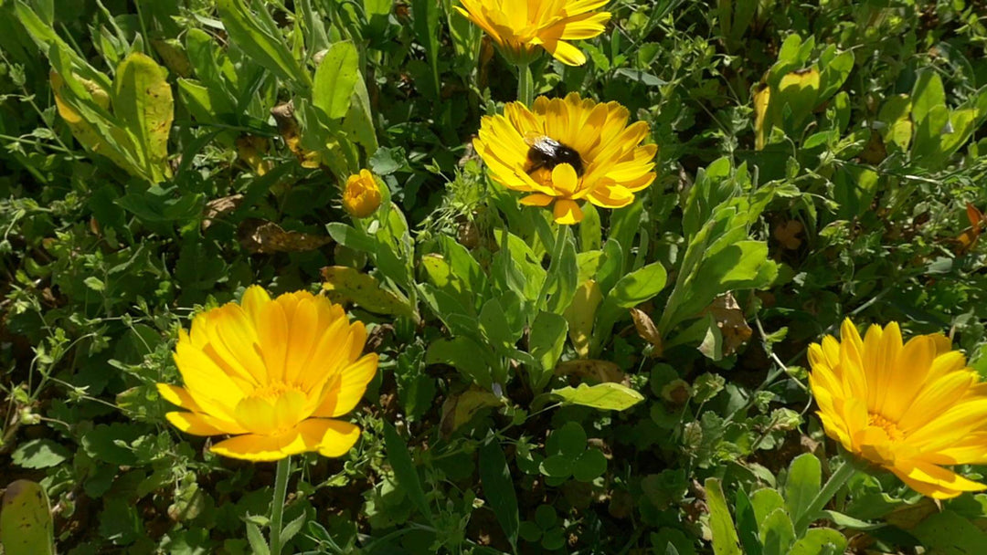 aeos shire farm calendula plant ingredient skincare