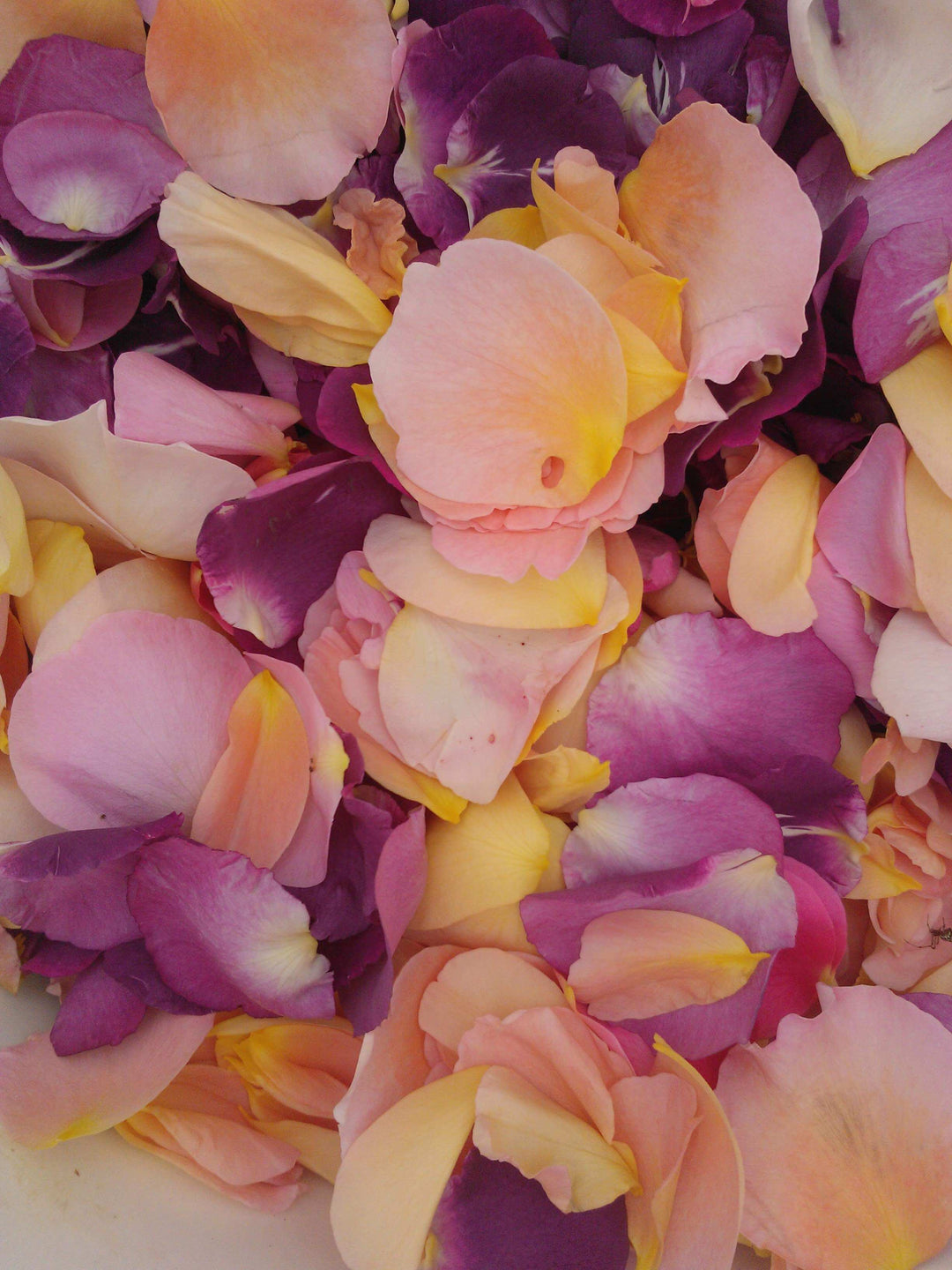 aeos rose petal harvest organic skincare