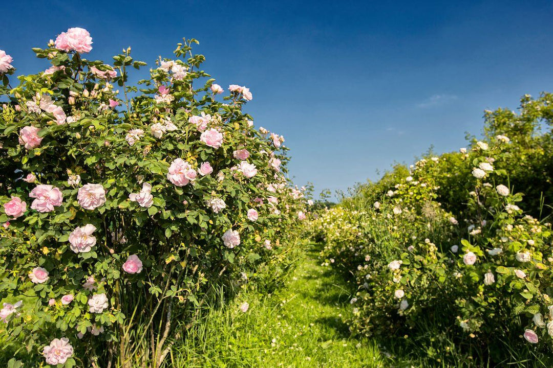 Aeos shire farm rose bush garden